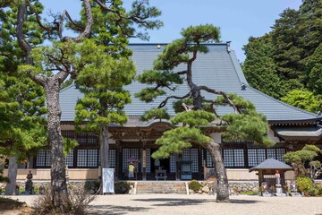 Traditional Japanese Temple with Pine Trees in Spring