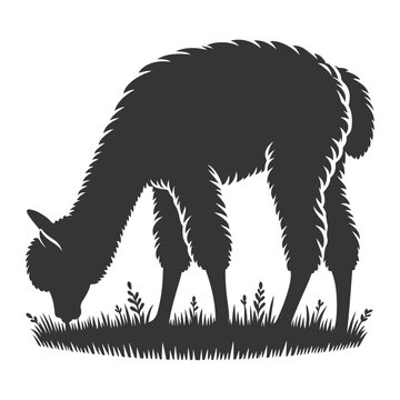 black alpaca grazing on grass clip art preview