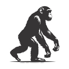 Fototapeta premium Vector illustration of walking chimpanzee silhouette for smart primate art and jungle wildlife motion designs
