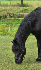 black horse in a meadow