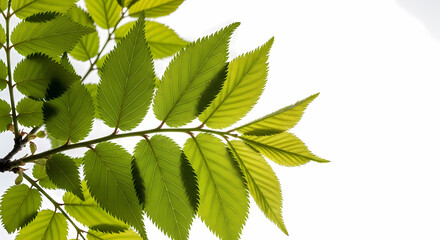 Vibrant Green Leaves: Nature's Detailed Beauty