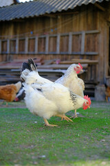 Two white chickens forage on green grass near a rustic wooden barn or shed.