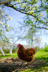 A solitary brown hen with a red comb stands on bare earth and green grass under blooming trees.