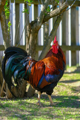  A proud rooster with fiery plumage stands near a fence and trees in a sunny farm setting.