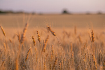 wheat ear, macro photo in the wheat field ready for harvest. Bread is made from wheat grains