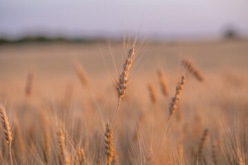 wheat ear, macro photo in the wheat field ready for harvest. Bread is made from wheat grains