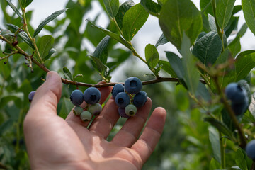 Picking blueberries in an organic orchard.