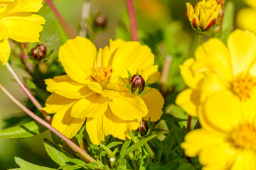 鮮やかな黄花コスモスの花びらとつぼみのクローズアップ