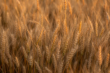 wheat ear, macro photo in the wheat field ready for harvest. Bread is made from wheat grains