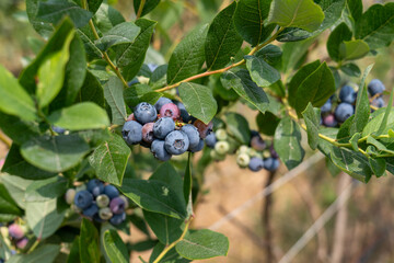 Picking blueberries in an organic orchard.