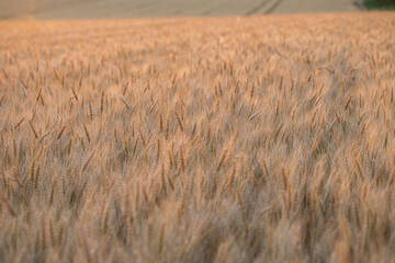 wheat ear, macro photo in the wheat field ready for harvest. Bread is made from wheat grains