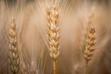 wheat ear, macro photo in the wheat field ready for harvest. Bread is made from wheat grains