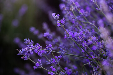 Lavender flowers in Provence, France. Macro purple background with blooming lavender field.