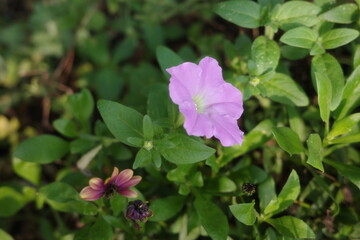 Obraz premium pink flowers in the garden
