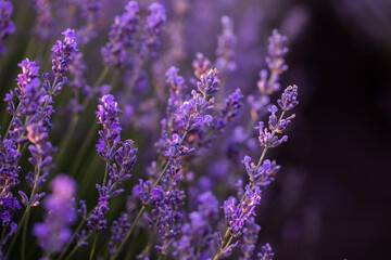 Lavender flowers in Provence, France. Macro purple background with blooming lavender field.