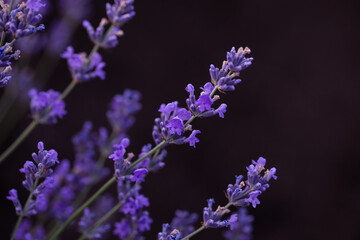 Lavender flowers in Provence, France. Macro purple background with blooming lavender field.