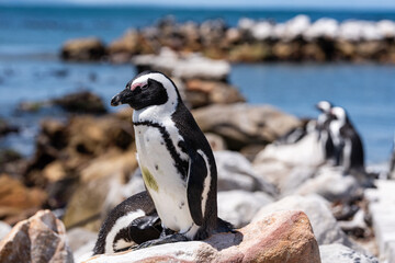 Fototapeta premium Afrikanischer Pinguin am Felsstrand