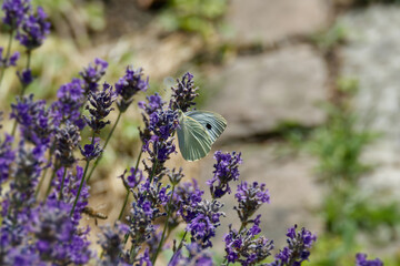 Large white butterfly (Pieris brassicae) perched on lavender in Zurich, Switzerland