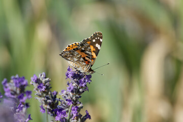 Painted Lady (Vanessa cardui) butterfly perched on lavender in Zurich, Switzerland