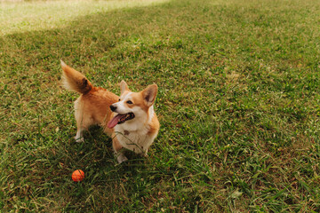 Cute and funny corgi puppy lies on the green grass in the summer garden. Concept of walking a dog,...