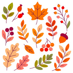 Obraz premium Set of autumn leaves, berries, twigs and acorns in warm seasonal colors for fall design, forest themes, or botanical decoration