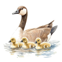 Goslings Swimming Parent Goose, watercolor painting vector, isolated on a white background.