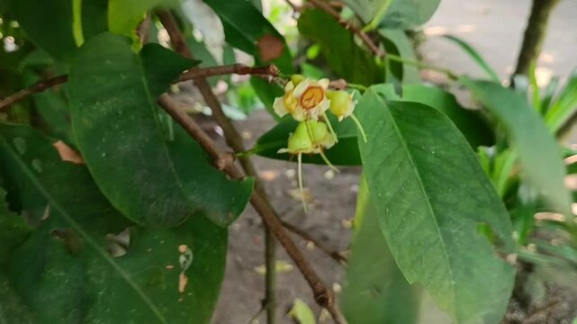 Close up view of Myrtaceae water guava flower.