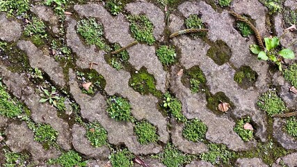 A vibrant, abstract pattern of green moss and small plants growing in the crevices of irregularly...