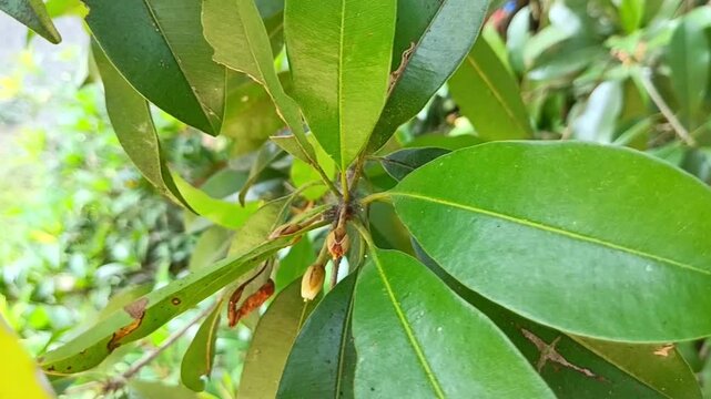 Close up view of sapodilla fruit flowers.