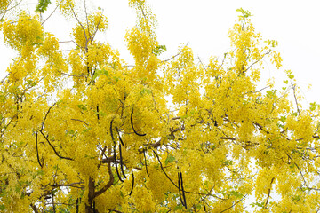 Cassia fistula tree blooming with vibrant yellow flowers, known as the Golden Shower Tree, symbolizing prosperity and often seen in summer and Thai cultural celebrations