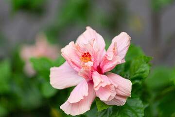 Delicate pink hibiscus flower in full bloom with vibrant petals and green foliage, symbolizing beauty, tropical charm, and romantic nature.
