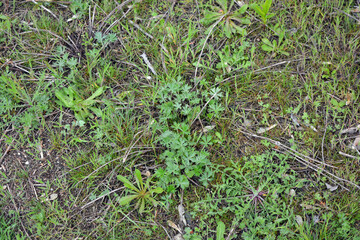 Dry grass with wild flowers, trodden paths, dusty roads, green bushes, trees.