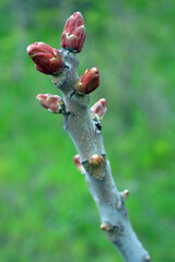 Bright, colorful nature, green grass on the lawn in spring. Thick shoots, brown branches, a trunk with buds on a tree.