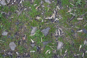 Human frivolity, a broken blue bottle. Small blue glasses scattered all over the ground. Broken blue flower petals on the ground in the garden. Blue flower petals on the ground. 