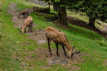 Chamois, Rupicapra rupicapra, on rocky hill, forest in background, slopes of Chamonix valley France. Wildlife scene with horned animal, chamois. Forest landscape with chamois.