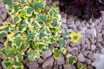 close-up of ivy in a landscape design