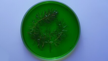 Green Plant Specimen in Laboratory Petri Dish Analysis