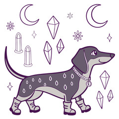 Vector illustration of a Excited Dachshund with wearing rain boots, styled in a Starlight Ball theme using Lunar Elegance colors