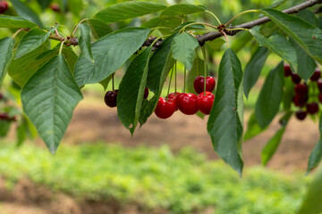 Picking cherries in an organic orchard.