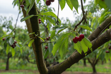 Picking cherries in an organic orchard.