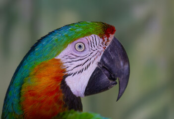 Red and Green Macaw closeup in the tropical jungles of Costa Rica