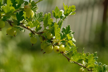 Ripening gooseberries on a branch, illuminated by the sun, showcasing their vibrant green hues and...