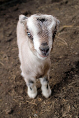 Fototapeta premium Little goat on the farm