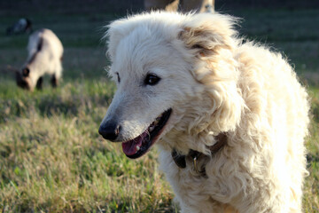 Fototapeta premium White shepherd dog