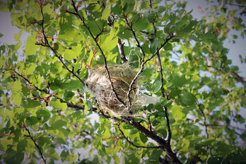 Bird's nest on the tree