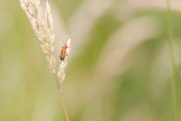elongated red beetle, red fire beetle on a stalk with seeds, lily beetle with long antennae, red...