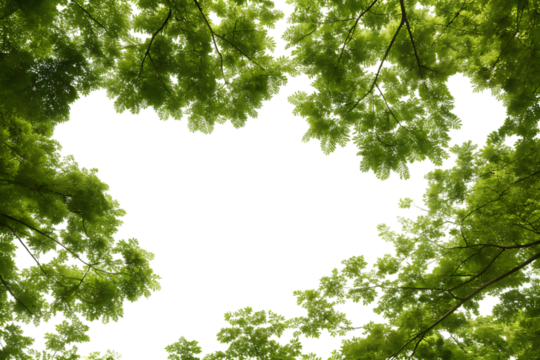 Looking Up Through Green Tree Canopy with Transparent Background for Easy Compositing and Design Projects