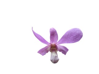 purple flower isolated on white background