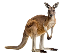 Realistic Red Kangaroo Standing Alert