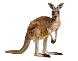 Realistic Red Kangaroo Standing Alert with Tail Grounded White Isolated Transparent Background PNG